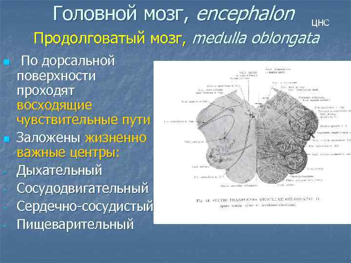 Головной мозг, encephalon ЦНС Продолговатый мозг, medulla oblongata n n - По дорсальной поверхности