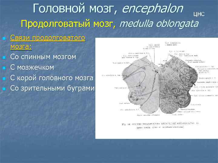 Головной мозг, encephalon ЦНС Продолговатый мозг, medulla oblongata n n n Связи продолговатого мозга: