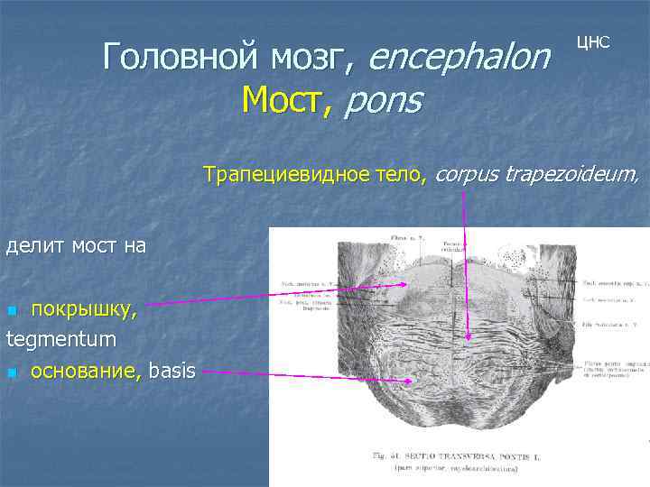 Головной мозг, encephalon Мост, pons ЦНС Трапециевидное тело, сorpus trapezoideum, делит мост на покрышку,