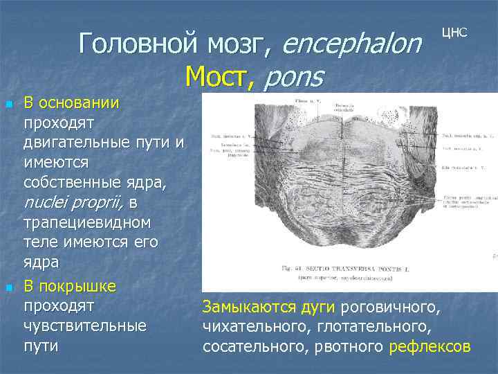Головной мозг, encephalon Мост, pons n n В основании проходят двигательные пути и имеются