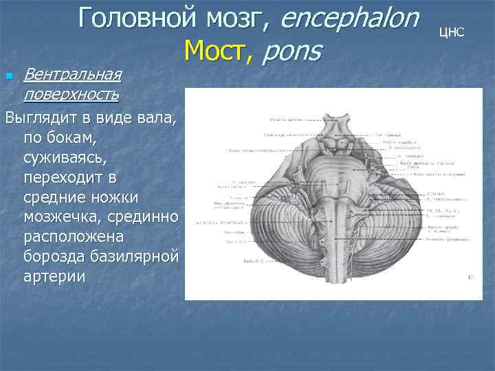 Головной мозг, encephalon Мост, pons n Вентральная поверхность Выглядит в виде вала, по бокам,