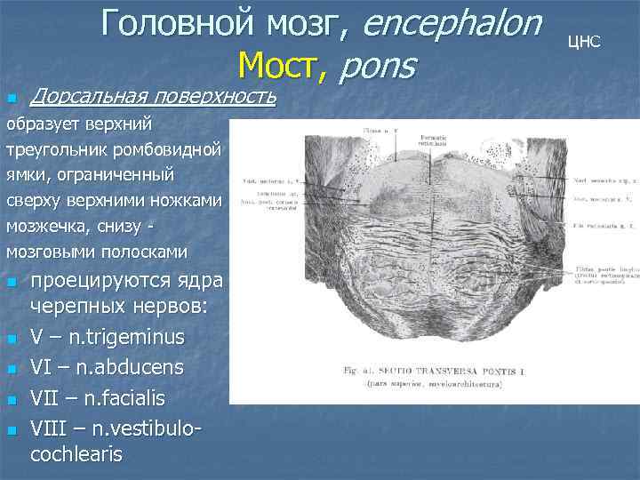 Образует верхний. Мозговые полоски моста. Мозговые полоски функции. Мозговые полоски чем образованы. Мозновые полоски продолговвтого мозга.