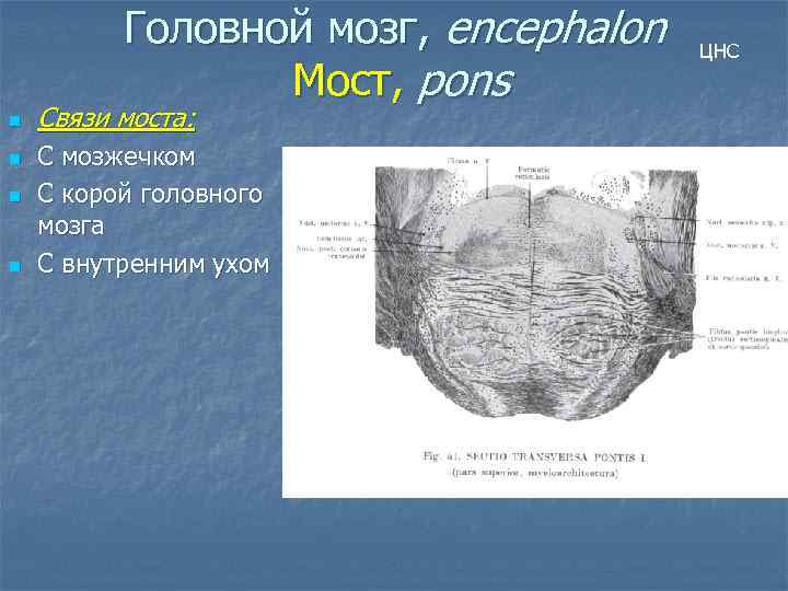 Головной мозг, encephalon Мост, pons n n Связи моста: С мозжечком С корой головного