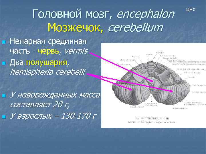 Головной мозг, encephalon Мозжечок, cerebellum n n Непарная срединная часть - червь, vermis Два