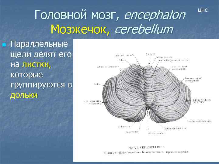 Головной мозг, encephalon Мозжечок, cerebellum n Параллельные щели делят его на листки, которые группируются