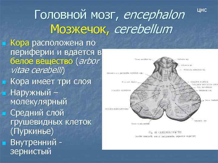 Головной мозг, encephalon Мозжечок, cerebellum n n n Кора расположена по периферии и вдается