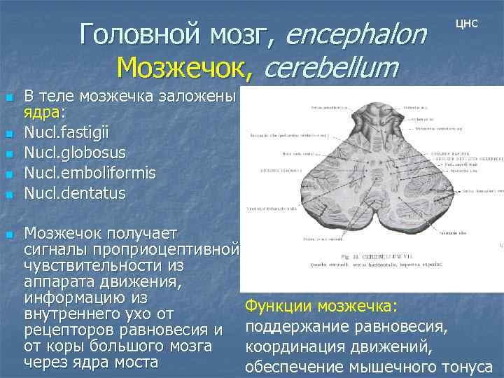 Головной мозг, encephalon Мозжечок, cerebellum n n n цнс В теле мозжечка заложены ядра: