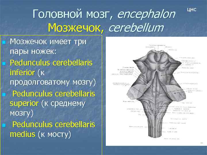 Головной мозг, encephalon Мозжечок, cerebellum n n Мозжечок имеет три пары ножек: Pedunculus cerebellaris