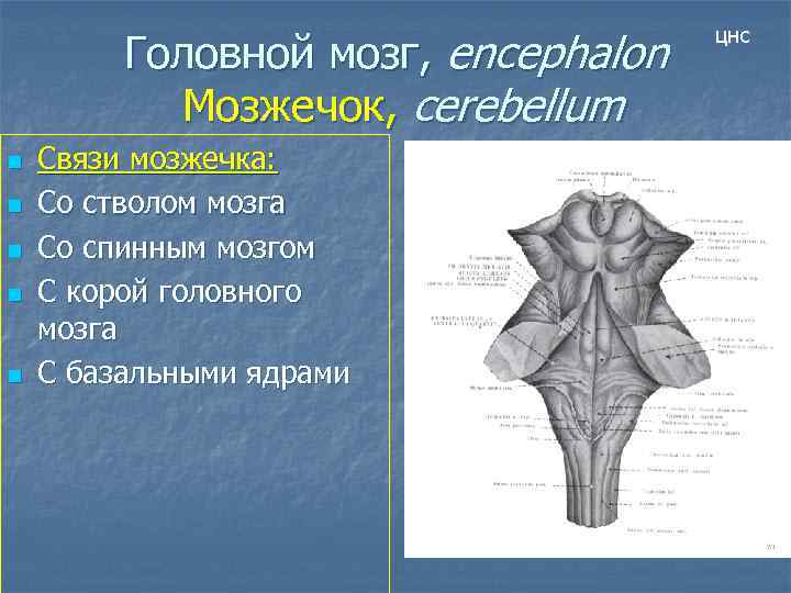 Головной мозг, encephalon Мозжечок, cerebellum n n n Связи мозжечка: Со стволом мозга Со