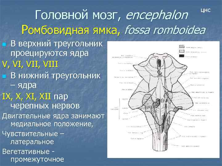 Ромбовидная ямка черепные нервы. Проекция ядер на ромбовидную ямку. Схема рельефа ромбовидной ямки. Ромбовидная ямка анатомия ядра. Строение ромбовидной ямки анатомия.