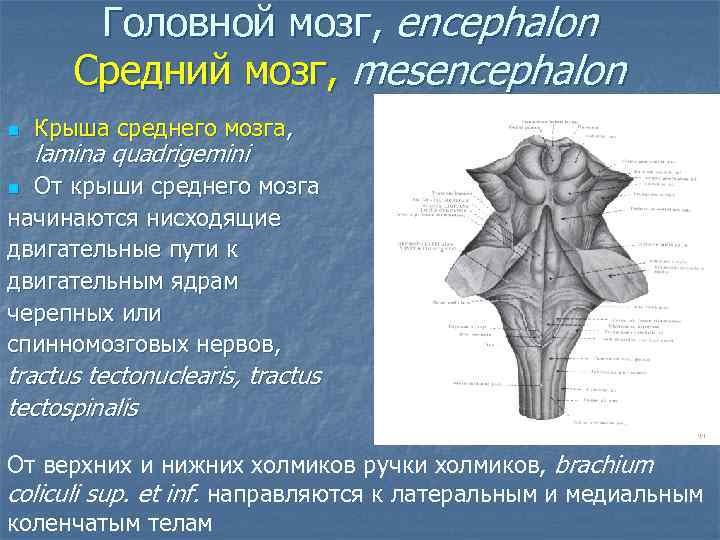 Головной мозг, encephalon Средний мозг, mesencephalon n Крыша среднего мозга, lamina quadrigemini От крыши