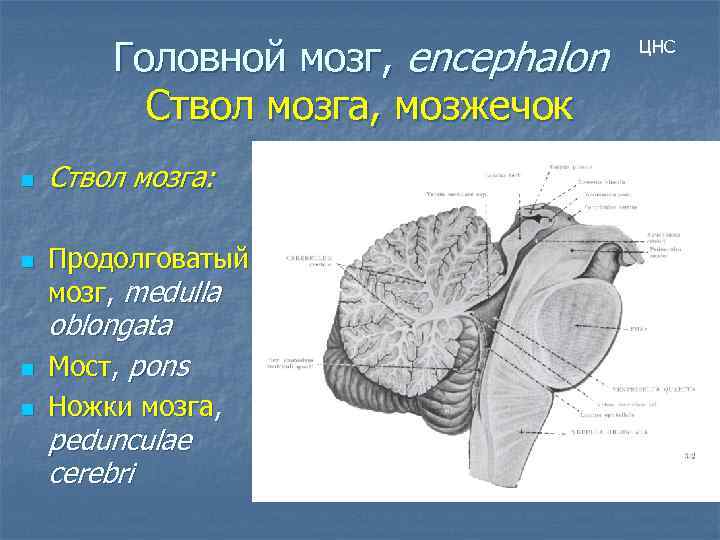 Головной мозг, encephalon Ствол мозга, мозжечок n n Ствол мозга: Продолговатый мозг, medulla n