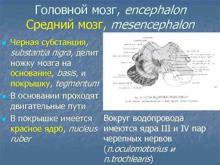 Головной мозг, encephalon Средний мозг, mesencephalon n Черная субстанция, substantia nigra, делит ножку мозга