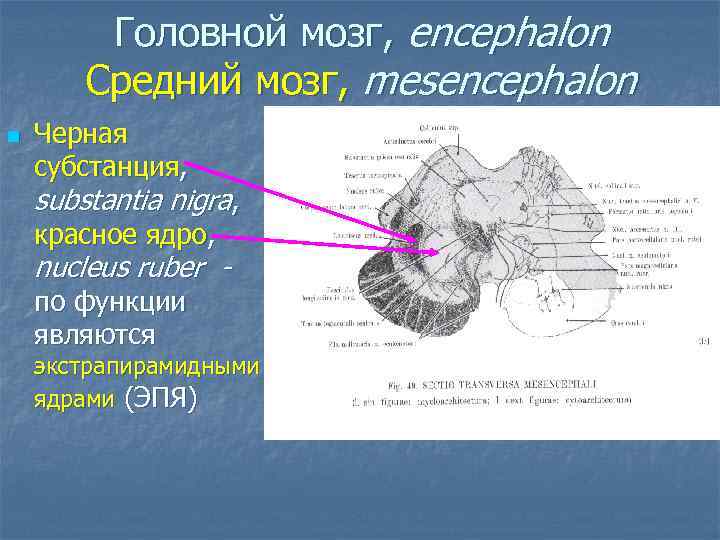 Головной мозг, encephalon Средний мозг, mesencephalon n Черная субстанция, substantia nigra, красное ядро, nucleus