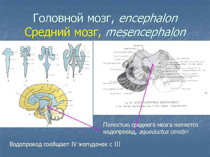 Головной мозг, encephalon Средний мозг, mesencephalon Полостью среднего мозга является водопровод, aqueductus cerebri Водопровод