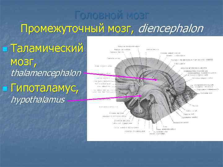 Нервы промежуточного мозга. Промежуточный мозг. Thalamencephalon анатомия. Thalamencephalon строение. Тригеминоваскулярной системы.