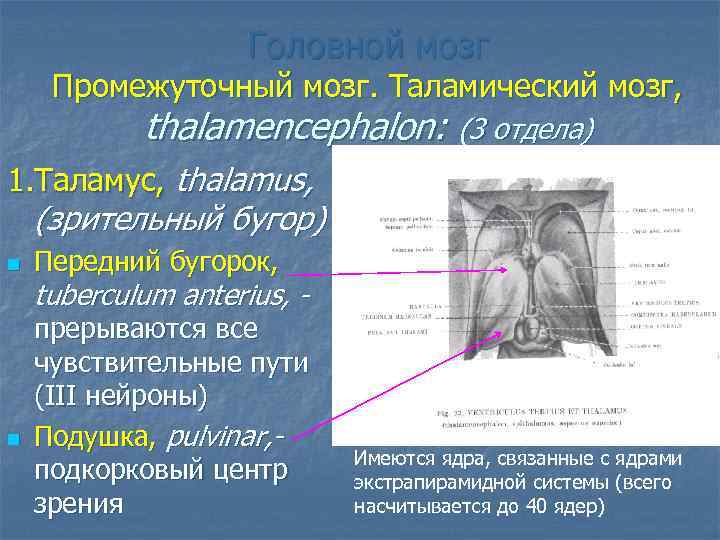 Головной мозг Промежуточный мозг. Таламический мозг, thalamencephalon: (3 отдела) 1. Таламус, thalamus, (зрительный бугор)