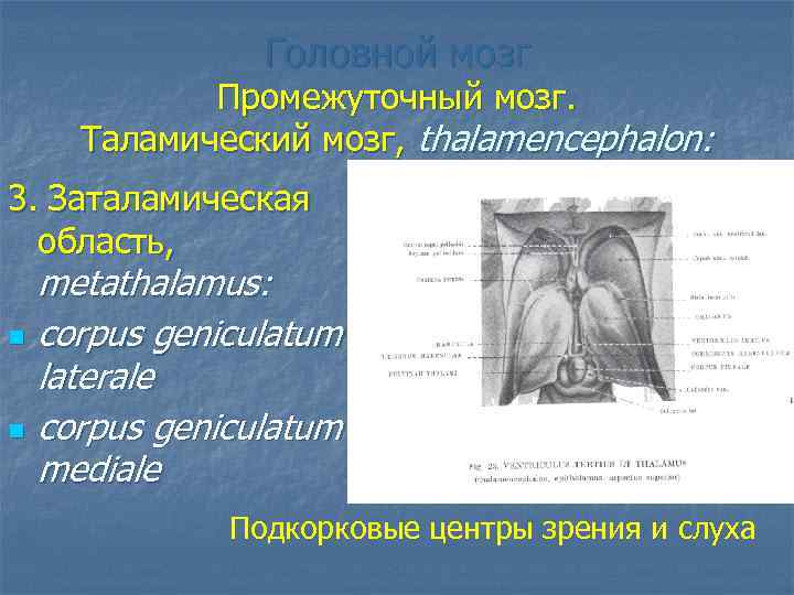Головной мозг Промежуточный мозг. Таламический мозг, thalamencephalon: 3. Заталамическая область, n n metathalamus: corpus
