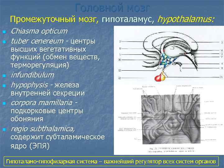 Функция промежуточного мозга дыхание температура тела