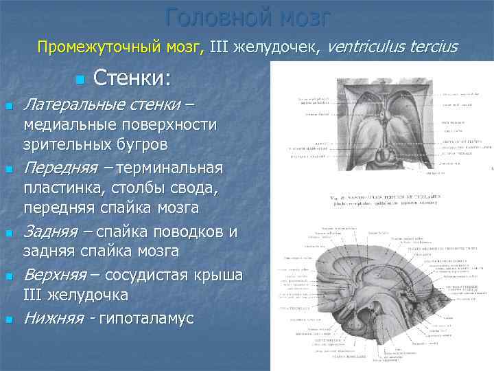 Головной мозг Промежуточный мозг, III желудочек, ventriculus tercius n n n Стенки: Латеральные стенки