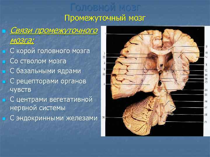 Головной мозг Промежуточный мозг n n n n Связи промежуточного мозга: С корой головного