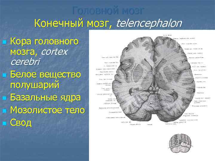 Белое вещество конечного мозга