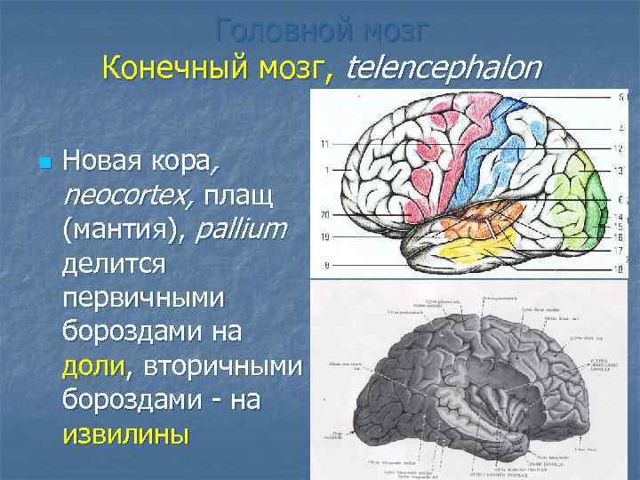 Конечный мозг схема