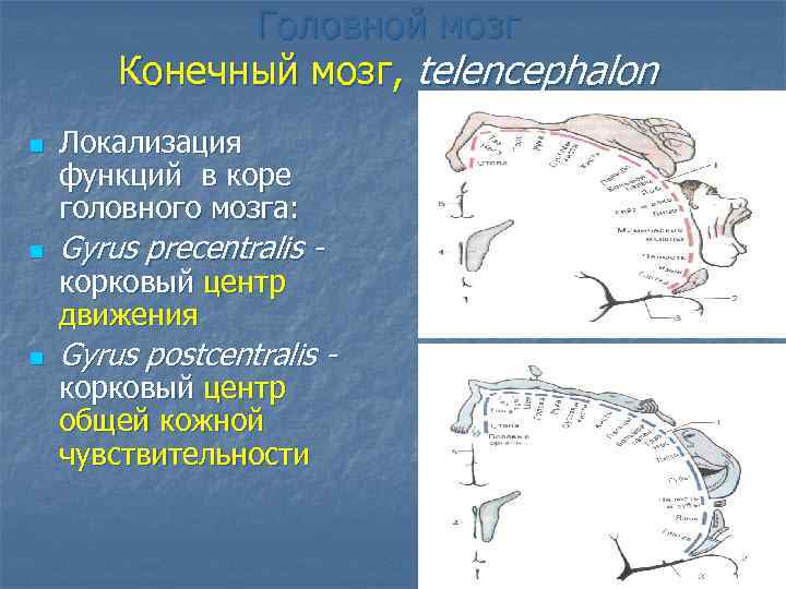 Головной мозг Конечный мозг, telencephalon n Локализация функций в коре головного мозга: n Gyrus