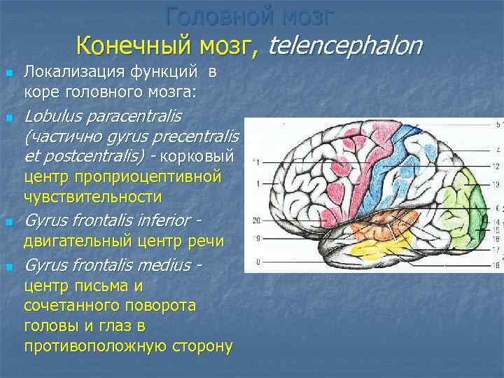 Конечный мозг функции