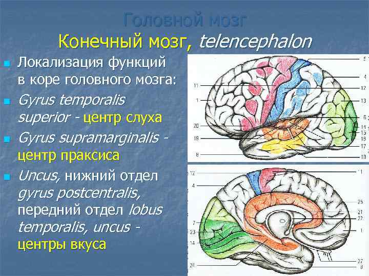 Конечный мозг функции