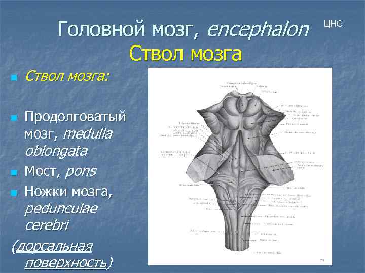 Головной мозг, encephalon Ствол мозга n n Ствол мозга: Продолговатый мозг, medulla n oblongata