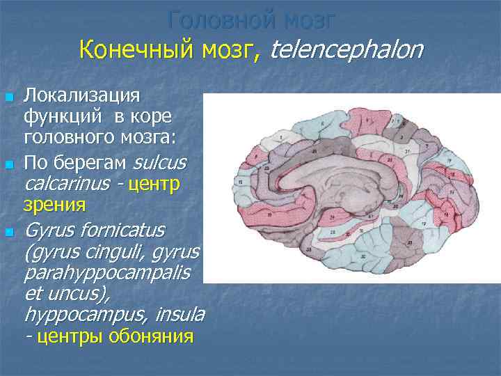 Головной мозг Конечный мозг, telencephalon n Локализация функций в коре головного мозга: По берегам