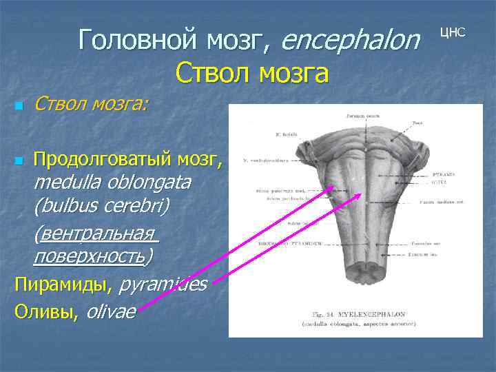Головной мозг, encephalon Ствол мозга: n Продолговатый мозг, medulla oblongata (bulbus cerebri) (вентральная поверхность)