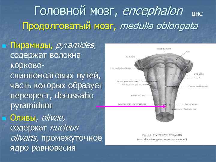 Головной мозг, encephalon ЦНС Продолговатый мозг, medulla oblongata n n Пирамиды, pyramides, содержат волокна