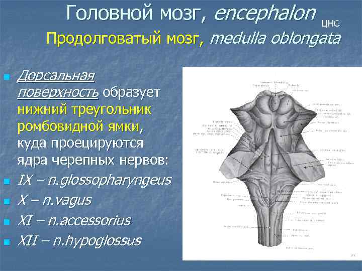 Головной мозг, encephalon ЦНС Продолговатый мозг, medulla oblongata n Дорсальная поверхность образует нижний треугольник