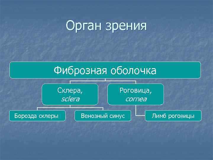 Орган зрения Фиброзная оболочка Склера, sclera Борозда склеры Роговица, Венозный синус cornea Лимб роговицы