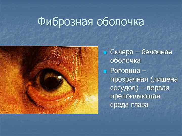 Фиброзная оболочка n n Склера – белочная оболочка Роговица – прозрачная (лишена сосудов) –