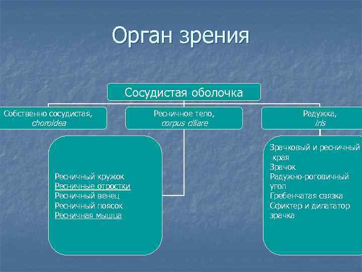 Орган зрения Сосудистая оболочка Собственно сосудистая, choroidea Ресничный кружок Ресничные отростки Ресничный венец Ресничный