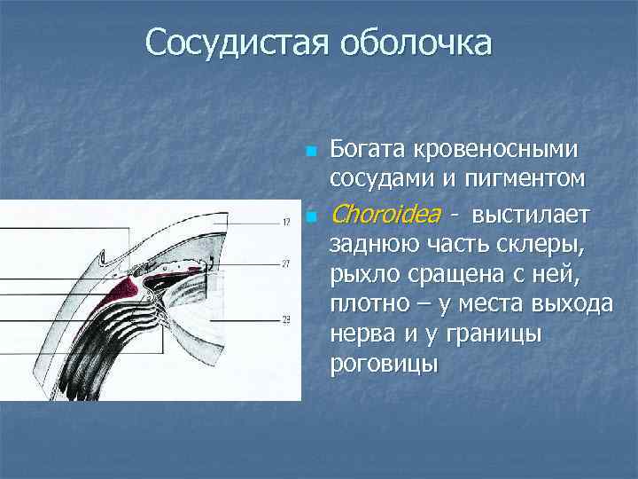 Сосудистая оболочка n n Богата кровеносными сосудами и пигментом Choroidea - выстилает заднюю часть