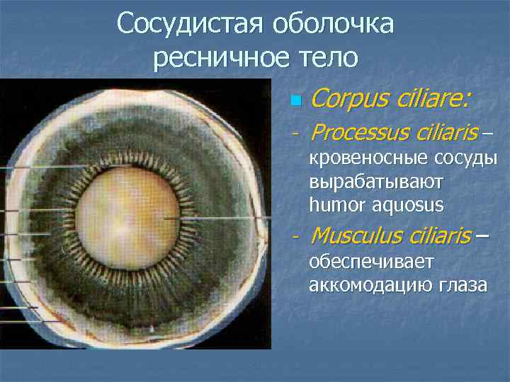 Сосудистая оболочка ресничное тело n Corpus ciliare: - Processus ciliaris – кровеносные сосуды вырабатывают