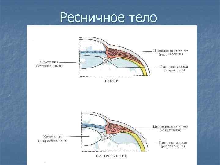 Ресничное тело