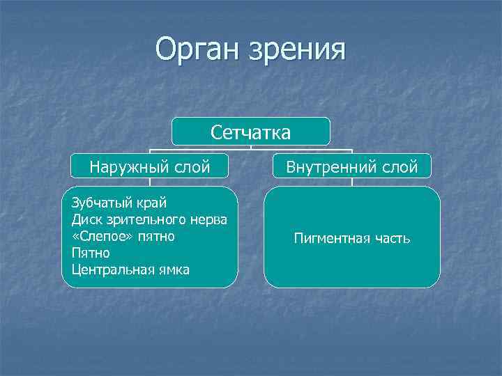 Орган зрения Сетчатка Наружный слой Внутренний слой Зубчатый край Диск зрительного нерва «Слепое» пятно