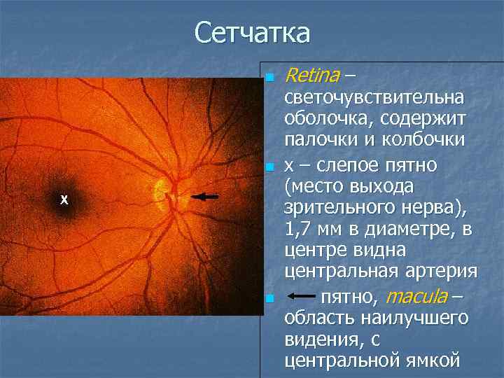 Сетчатка n n n Retina – светочувствительна оболочка, содержит палочки и колбочки x –