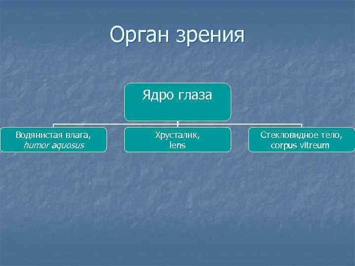 Орган зрения Ядро глаза Водянистая влага, humor aquosus Хрусталик, lens Стекловидное тело, corpus vitreum