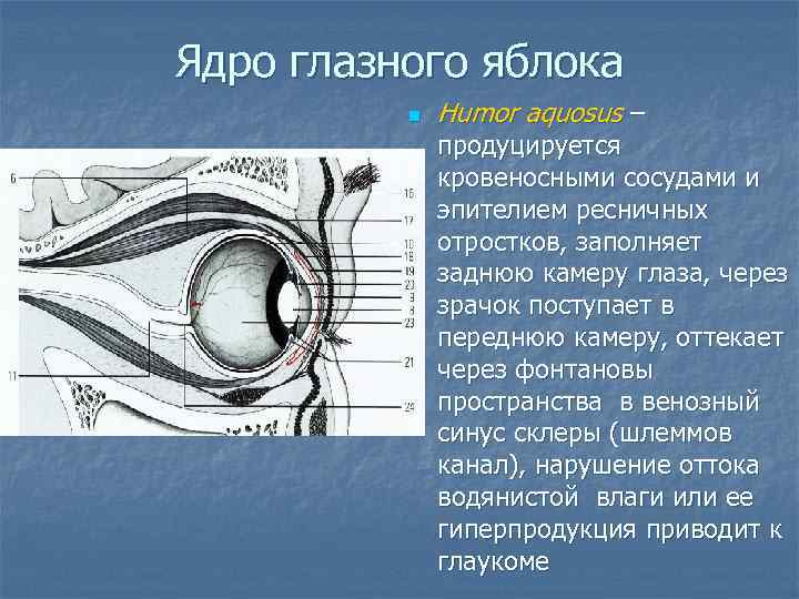 Ядро глазного яблока n Humor aquosus – продуцируется кровеносными сосудами и эпителием ресничных отростков,