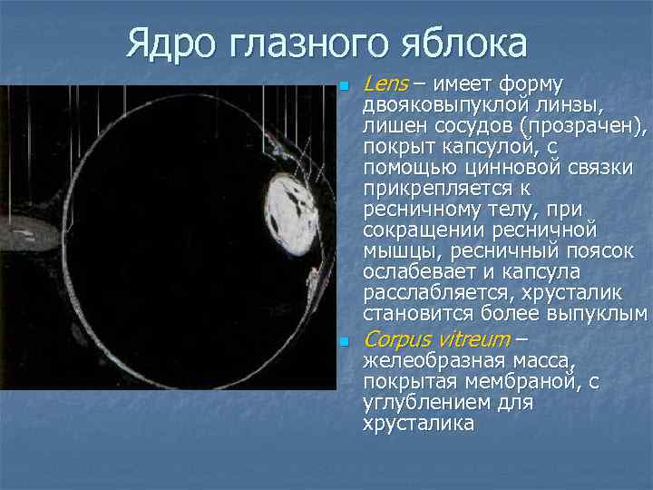 Ядро глазного яблока n n Lens – имеет форму двояковыпуклой линзы, лишен сосудов (прозрачен),