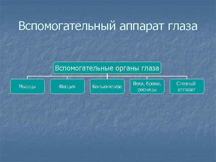 Вспомогательный аппарат глаза Вспомогательные органы глаза Мышцы Фасция Конъюнктива Веки, брови, ресницы Слезный аппарат