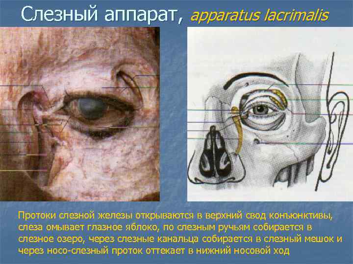 Слезный аппарат, apparatus lacrimalis Протоки слезной железы открываются в верхний свод конъюнктивы, слеза омывает