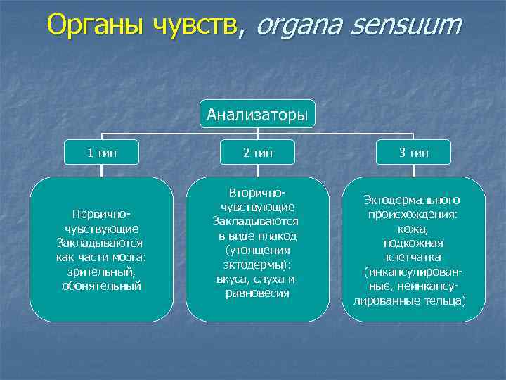 Органы чувств 3 типа