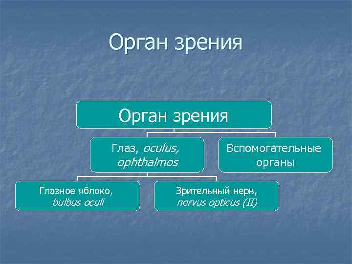 Орган зрения Глаз, oculus, ophthalmos Глазное яблоко, bulbus oculi Вспомогательные органы Зрительный нерв, nervus